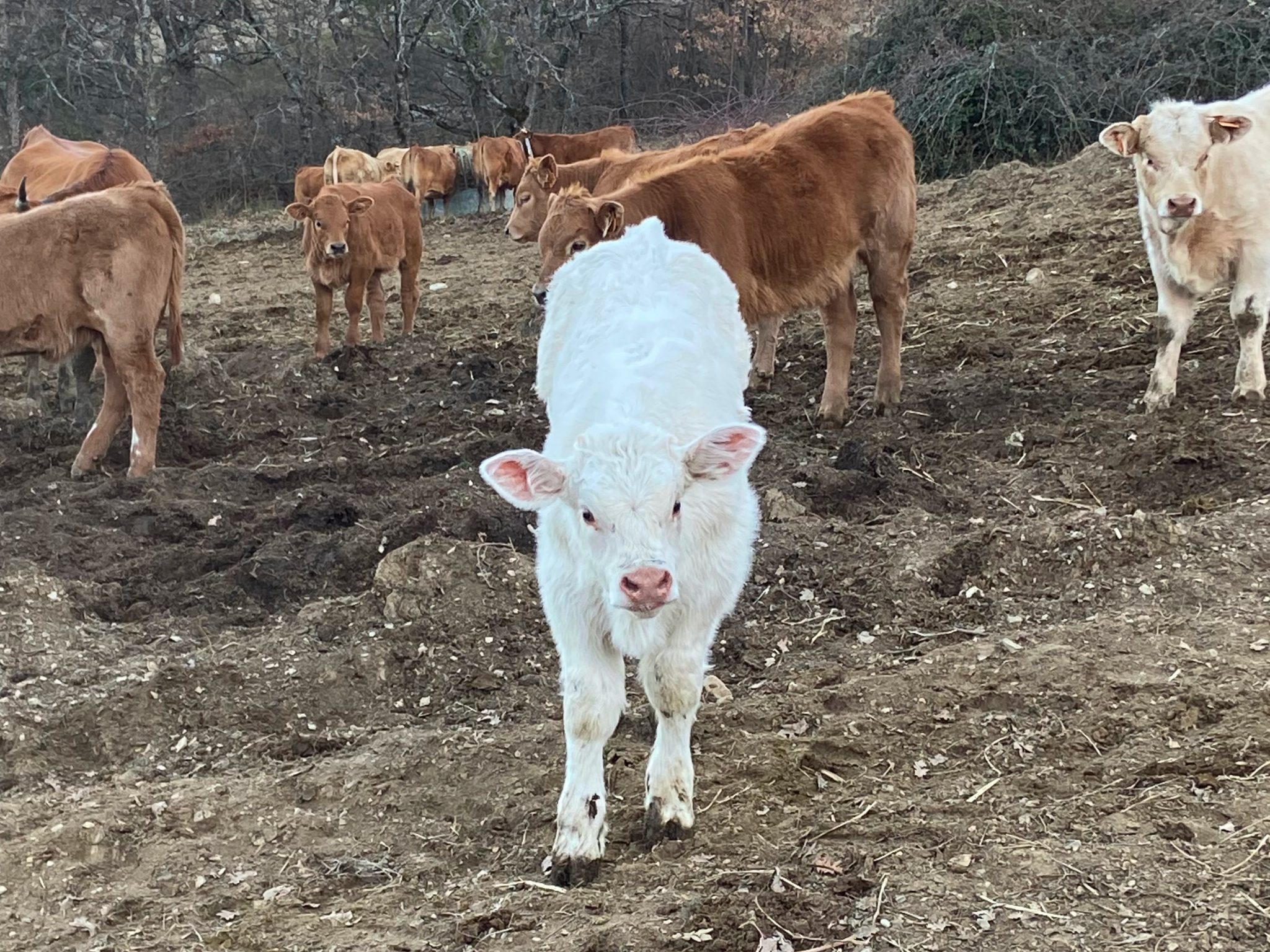 Elevage bovin (gîte à la ferme)
