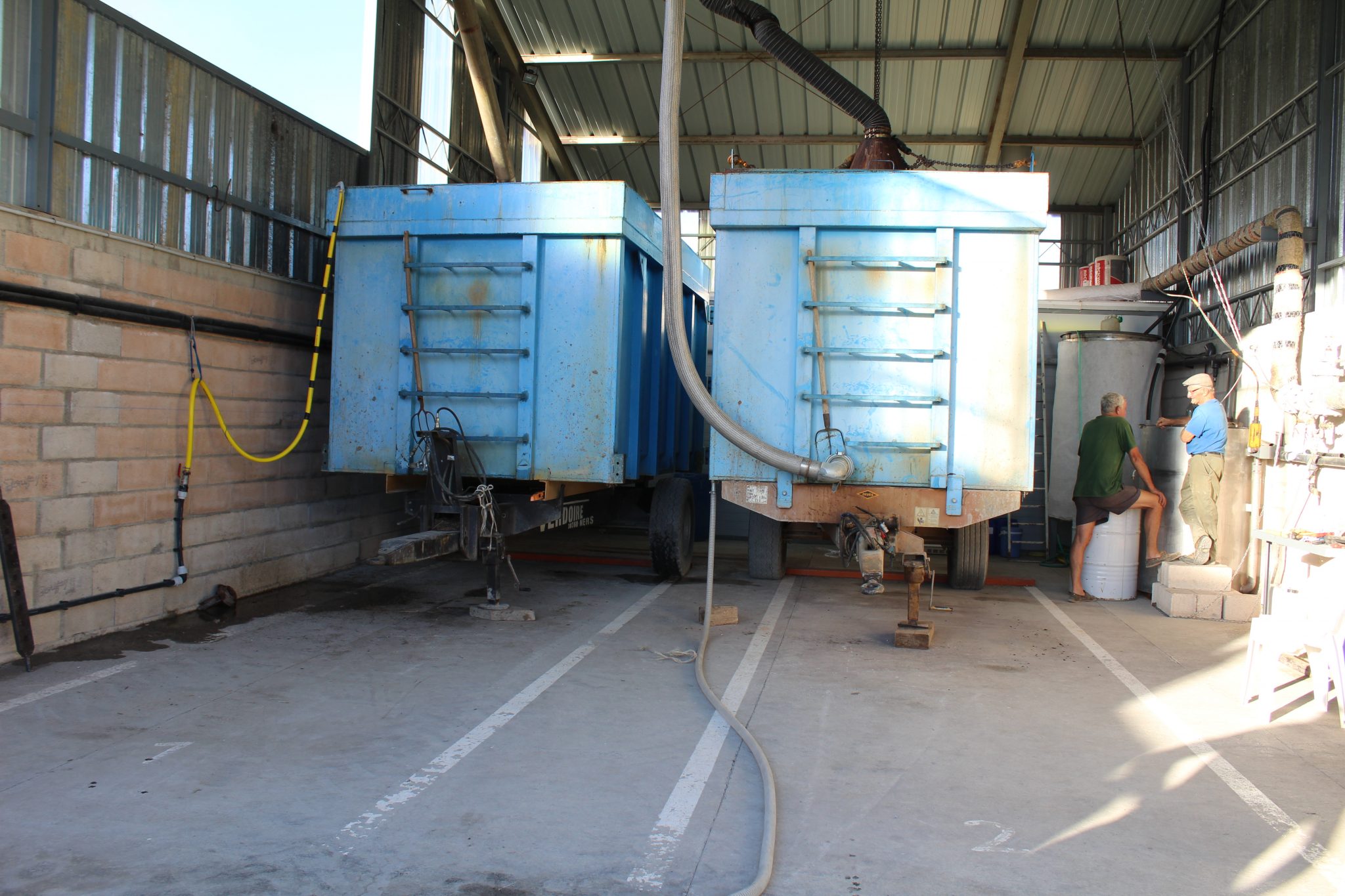 Culture de lavande (gîte à la ferme, vallée du Jabron)