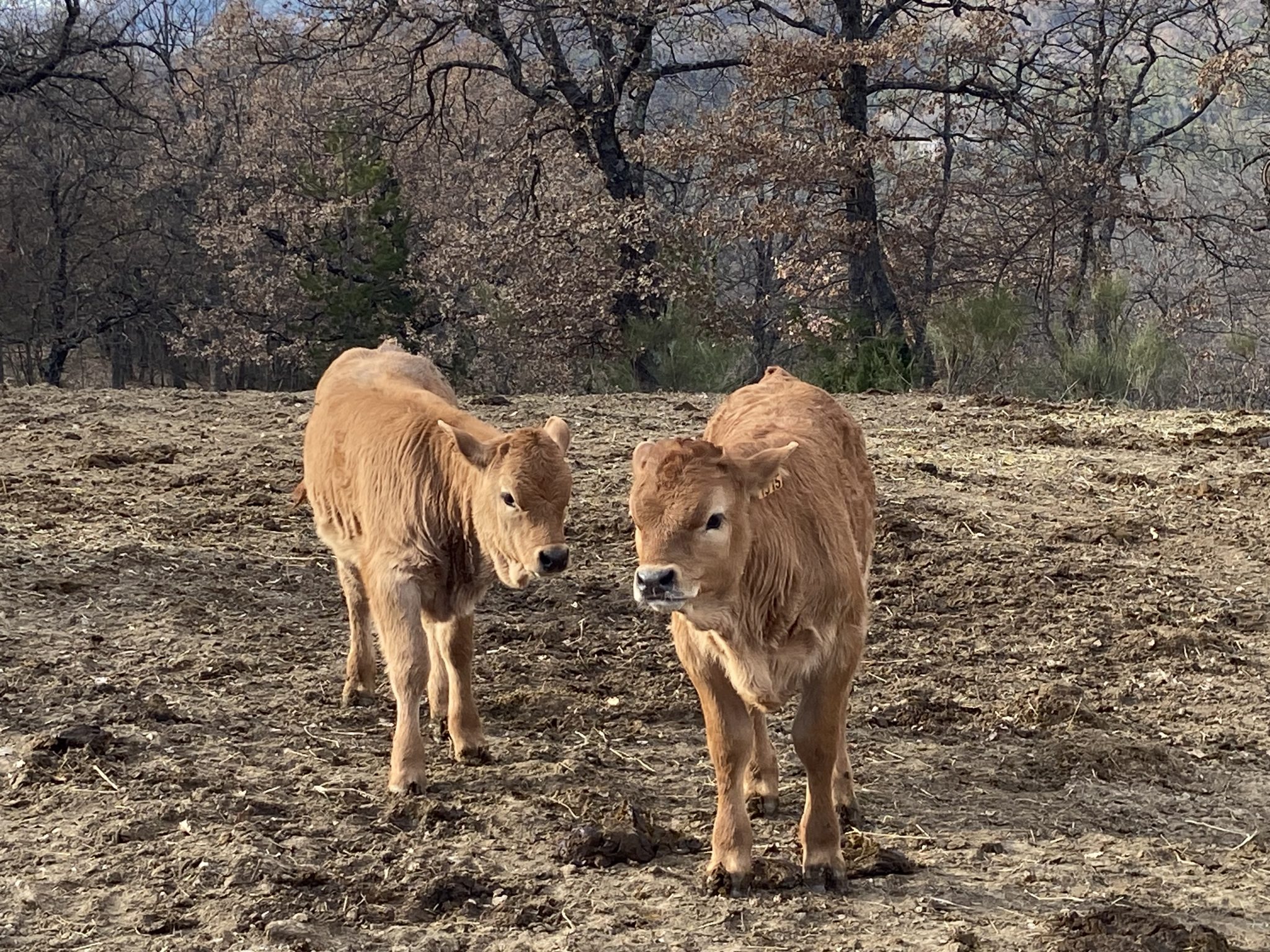 Elevage bovin (gîte à la ferme)