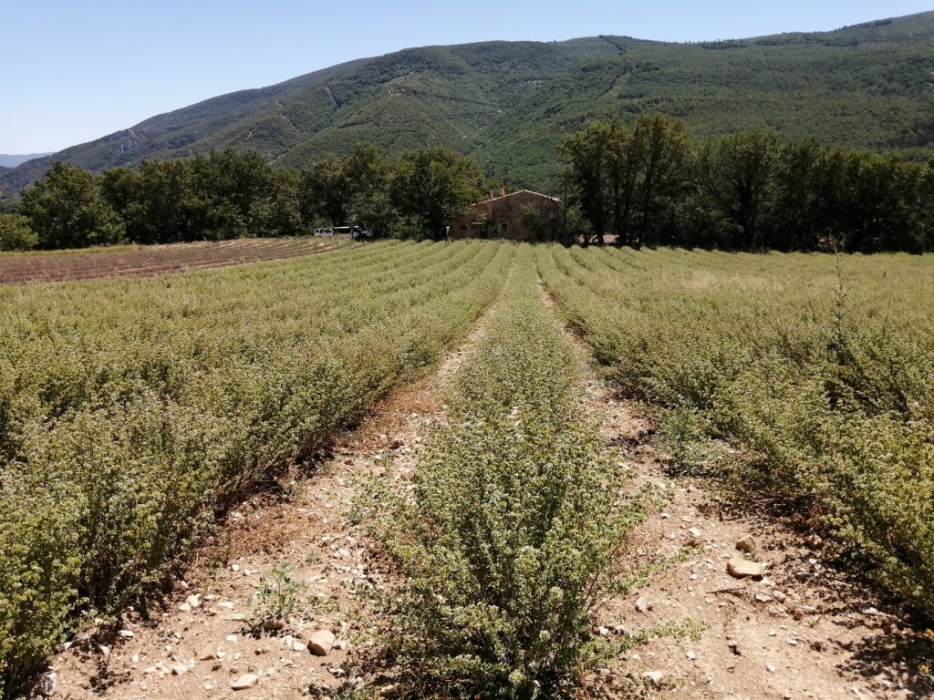 Culture origan (gîte à la ferme, vallée du Jabron)