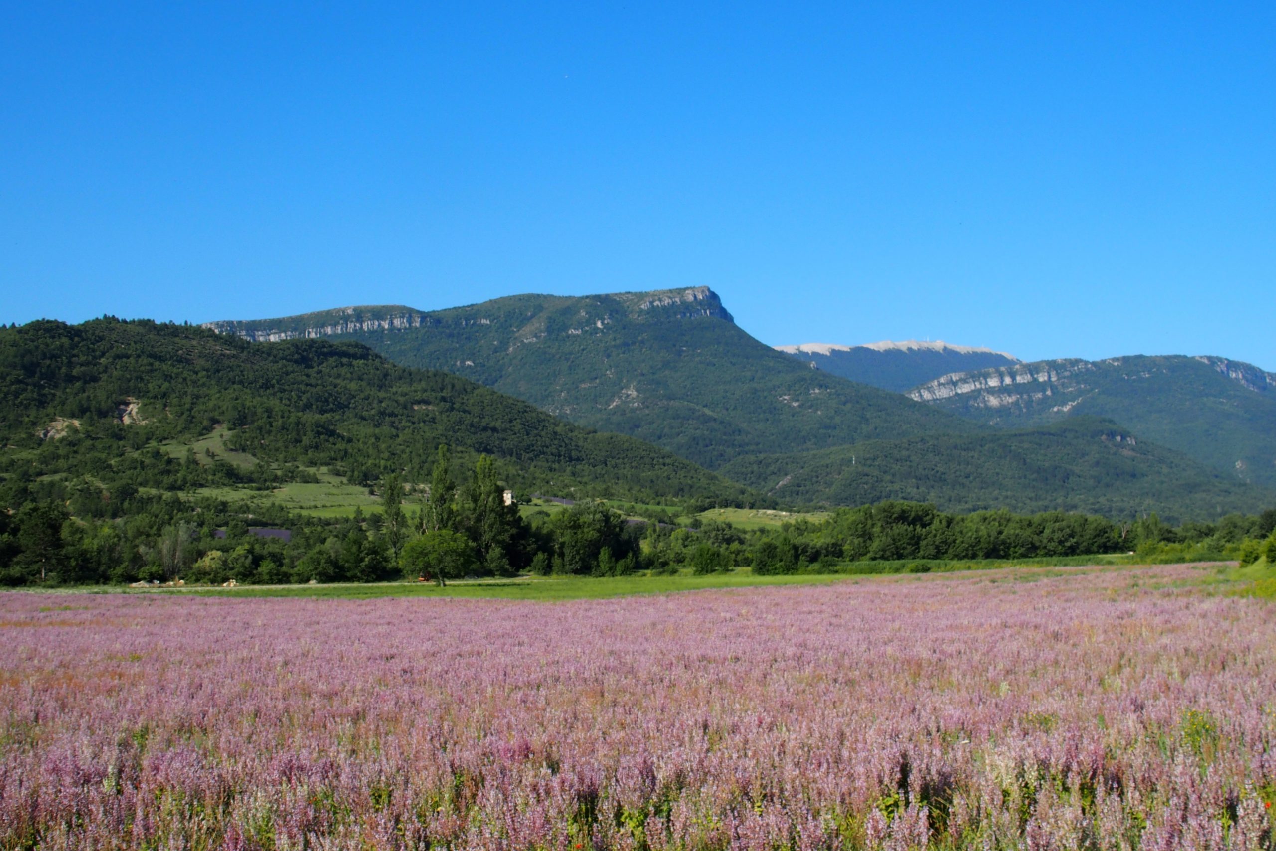 Culture de sauge sclarée (gîte à la ferme, vallée du Jabron)