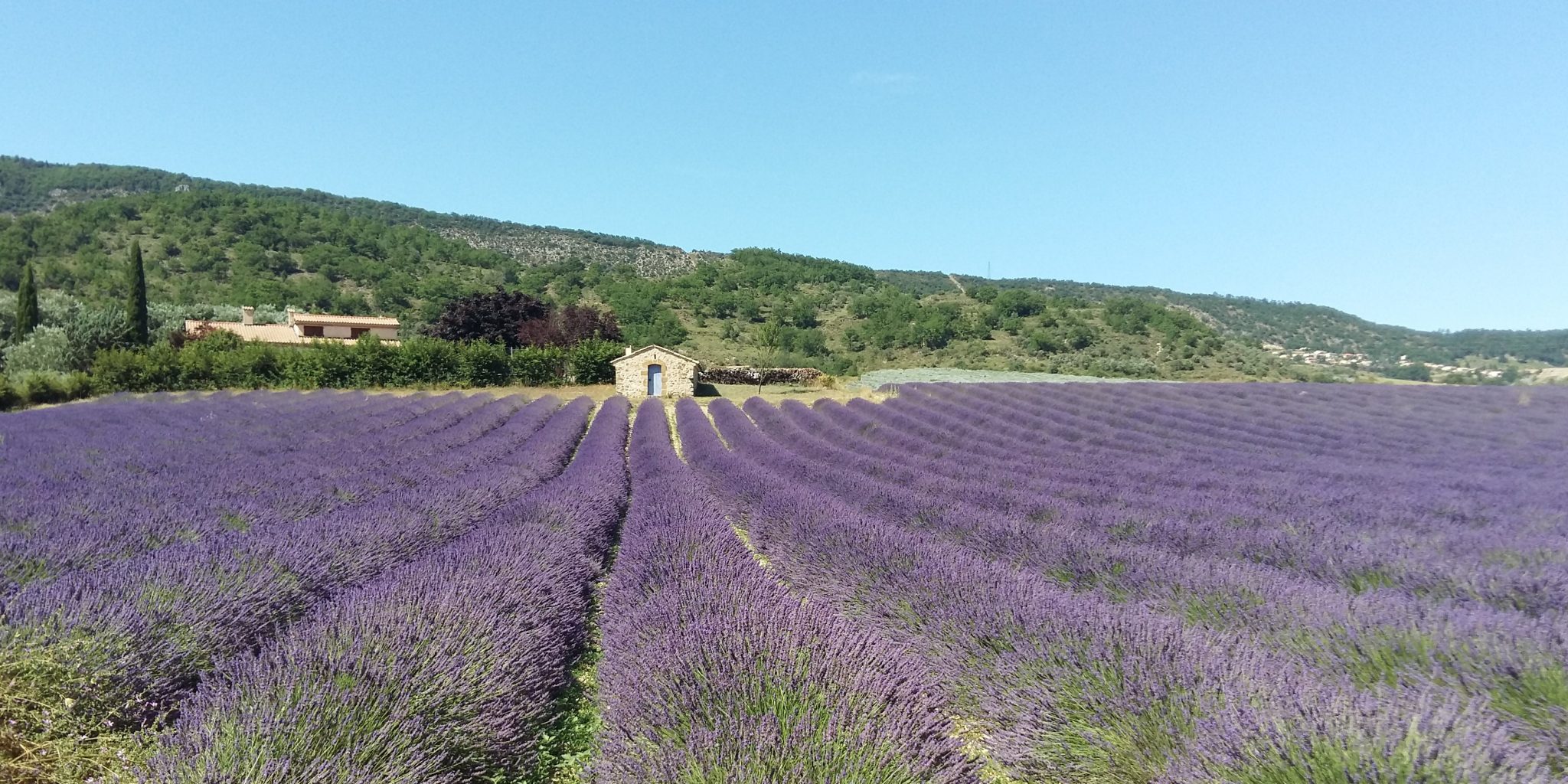 Champs de Lavande (vacances Alpes de Haute Provence)